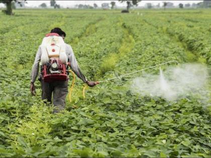 Weather department told Farmers take care of crops, cloudy weather for 5 days | शेतकऱ्यांनाे, पिकांची काळजी घ्या, ५ दिवस ढगाळ; शेतातील पिकांवर फवारणी टाळा