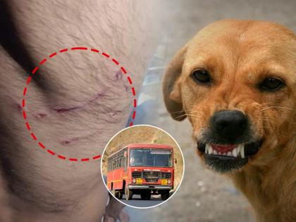 Dog attack on bus driver of Hingoli Agara incident at Jaiupar in Sengaon taluka | हिंगोली आगाराच्या बस चालकावर श्वानाचा हल्ला, सेनगाव तालुक्यातील जयूपर येथील घटना