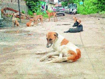 The hawk dogs, the cars of trains, and even tear the seats | मोकाट कुत्र्यांचा धुमाकूळ, गाड्यांच्या सीटही फाडल्या