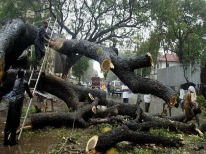 Tree cutting is Legal for Metro Carsheds | मेट्रो कारशेडसाठीची वृक्षतोड कायदेशीर