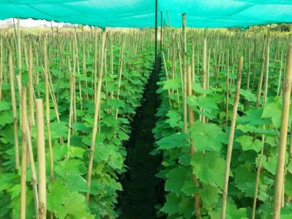 Experimenting with the introduction of airpruning technology, first year production of grapefruit, Nitin Ghavate of Pimpalgaon | एअरप्रुनिंग तंत्रज्ञानामुळे पहिल्याच वर्षी द्राक्षाचे उत्पादन, पिंपळगावच्या नितीन घावटे यांचा प्रयोग