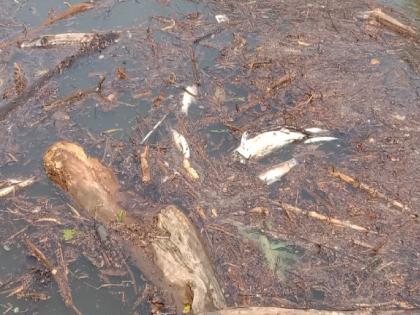 Illegal fishing in Dhamani riverbed in Kolhapur, dead fish | कोल्हापुरातील धामणी नदीपात्रात अवैधरित्या मासेमारी, मृत माशांचा खच