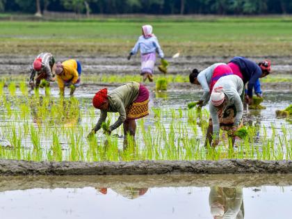 Editorial: Dhan-Dhanya Krishi Yojana scheme is good; but... | संपादकीय: धन-धान्य कृषी योजना योजना चांगली; पण... Editorial: Dhan-Dhanya Krishi Yojana scheme is good; but... | संपादकीय: धन-धान्य कृषी योजना योजना चांगली; पण...