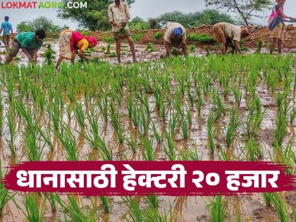 Paddy farmers in 'these' four districts of Vidarbha will get Rs 20,000 per hectare | विदर्भातील 'या' चार जिल्ह्यांतील धान उत्पादक शेतकऱ्यांना हेक्टरी २० हजार रुपये मिळणार Paddy farmers in 'these' four districts of Vidarbha will get Rs 20,000 per hectare | विदर्भातील 'या' चार जिल्ह्यांतील धान उत्पादक शेतकऱ्यांना हेक्टरी २० हजार रुपये मिळणार