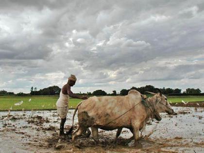 Three days extension for payment of crop insurance, crop insurance can be paid till August 3: Dhananjay Munde | पीक विमा भरण्यास तीन दिवसाची मुदत वाढ, ३ ऑगस्ट पर्यंत भरता येणार; धनंजय मुंडेंची माहिती