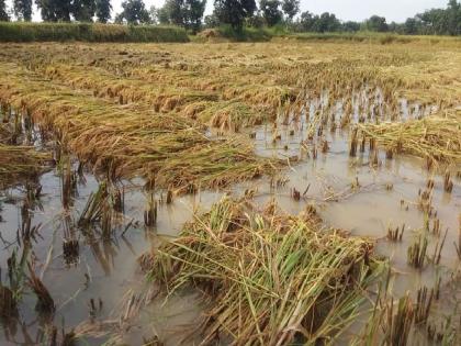 Solstice on Paddy Crops with Return Rains; An atmosphere of anxiety among farmers | परतीच्या पावसाने धानपिकांवर संक्रांत; शेतकऱ्यांमध्ये चिंतेचे वातावरण