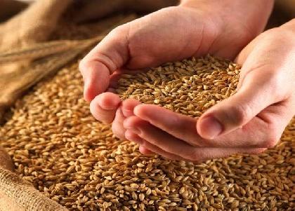 Free grain distribution commission Notice of recovery of commission issued by the organization to the salesman | मोफत धान्य वाटपात कमिशन; संस्थांनी सेल्समनना दिल्या कमिशन वसुलीच्या नोटिसा