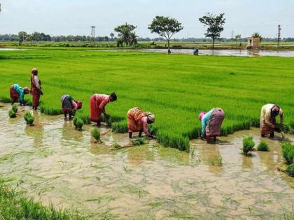 Gross profit to private companies from crop insurance scheme; Farmers were robbed in PMFBY pdc | पीक विमा योजनेतून खासगी कंपन्यांना घसघशीत नफा; पीएमएफबीवायमध्ये शेतकरी लुबाडले गेले