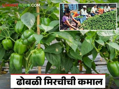 Farmer Success Story : आखाती देशांमध्ये मागणी असणाऱ्या ढोबळी मिरचीतून प्रत्येक तोड्याला लाखाची कमाई