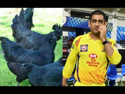 MS Dhoni set to farm Kadaknath chickens at his poultry unit ,he has ordered 2000 chicks | प्रोडक्शन हाऊस, सेंद्रीय शेती अन् आता 'कडकनाथ' पालन; MS Dhoniनं ऑर्डर केल्या २००० कोंबड्या! 
