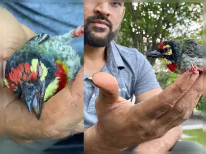 MS Dhoni Helps Revive Unconscious Bird, Ziva Shares Adorable Story | महेंद्रसिंग धोनीनं दिलं पक्ष्याला जीवदान; कन्येनं सांगितली संपूर्ण हकिकत! 