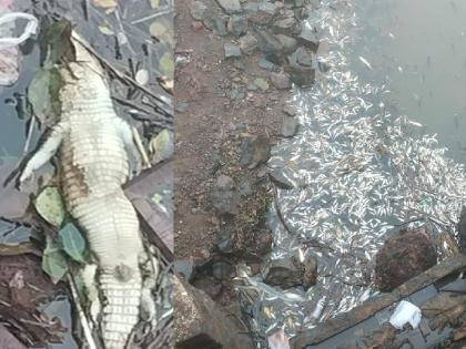 Muddy water in Warana river Sangli district, killing thousands of fish including crocodiles | Sangli: वारणा नदीपात्रात मळीमिश्रित पाणी, मगरीसह हजारो माशांचा मृत्यू; नागरिकांचे आरोग्य धोक्यात