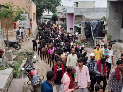 bakri pola is celebrated with enthusiasm in malpur dhule | मालपूरला बकरी पोळा उत्साहात साजरा; वाद्याच्या गजरात काढली शेळ्या-मेंढ्यांची मिरवणूक