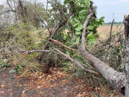 rain for half an hour in ner deur area the trees were uprooted | नेर, देऊर परिसरात अर्धातास पाऊस; झाडे उन्मळून पडली