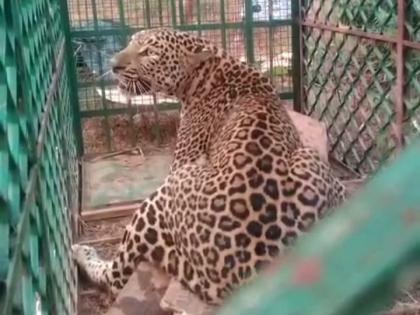 Goa Leopards forest department's efforts successful | गोवा : डिचोलीत बिबट्या जेरबंद, वन खात्याच्या प्रयत्नांना यश  