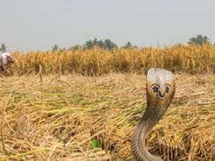 A woman who went to work in a field died of snake bite | शेतात कामासाठी गेलेल्या महिलेचा सर्पदंशाने मृत्यू