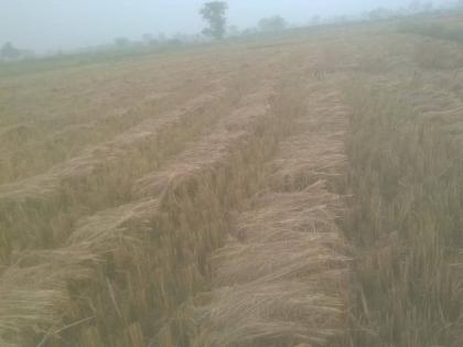 Due to unseasonal rains, there was huge damage to agriculture in Gadchiroli district | गडचिराेली जिल्ह्यात अवकाळीचा कहर; धान व कापूस शेतीचे माेठे नुकसान