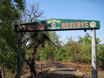 Terror of Gum Smugglers in Melghat Forest; A forest guard was beaten with stones and sticks during the blockade | मेळघाटच्या जंगलात डिंक तस्करांची दहशत; नाकाबंदीत वनरक्षकाला दगड, काठीने मारहाण 