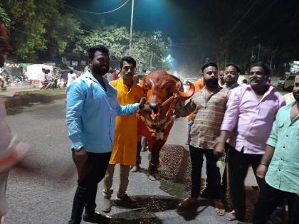 On the occasion of Balipratipada, Reddy procession, Dhol Tasha sound, Mhasoba Maharaj temple is illuminated in Nashik. | बलिप्रतिपदेनिमित्त नाशिकमध्ये रेड्यांची मिरवणूक, ढोल ताशांचा गजर, म्हसोबा महाराज मंदिरावर रोषणाई