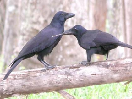 ‘Kakasparsh’ is becoming rare day by day; Special importance to crows in the patriarchal fortnight | ‘काकस्पर्श’ दिवसेंदिवस होतोय दुर्मीळ; पितृ पंधरवड्यात कावळ्यांना विशेष महत्त्व