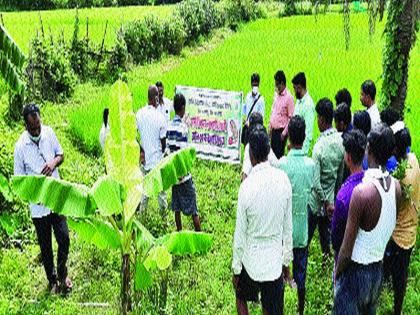 'Military' on paddy crop hits farmers financially | भातपिकावरील ‘लष्करी’मुळे शेतकऱ्यांना आर्थिक फटका