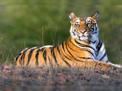 146 tigers killed across the country within nine months; Report of the National Tiger Authority | नऊ महिन्यांतच देशभरात १४६ वाघांचा बळी; राष्ट्रीय व्याघ्र प्राधिकरणाचा अहवाल