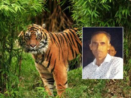 A cowherd was killed by a tiger in Devlapar area | देवलापार परिसरात वाघाची दहशत, गुराख्याचा घेतला जीव