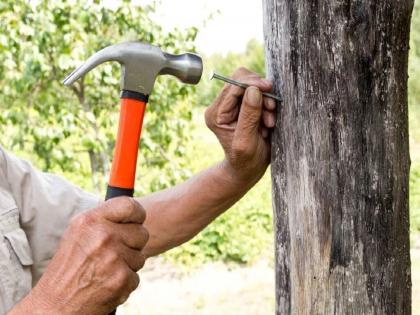 Beware! A case will be filed if you hit the nails on the trees, amravati municipal corp. warning | सावधान! झाडांवर खिळे ठोकाल तर होईल गुन्हा दाखल