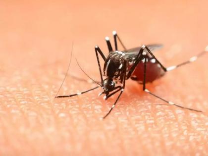 Malaria fever on the rise in East Vidarbha, 4,834 cases reported in eight months | पूर्व विदर्भावर मलेरियाचा वाढता ताप, आठ महिन्यांत ४,८३४ रुग्णांची नोंद