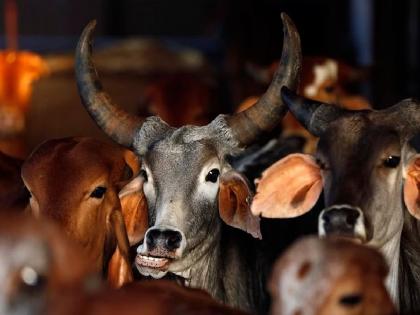 Rescue of 28 animals going to slaughter house; two arrested, one absconding | कत्तलखान्यात जाणाऱ्या २८ जनावरांची सुटका, दोघांना अटक