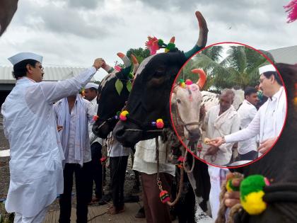 "Chahur Chahur Chang Bhal..."; Worship of Bulls by Agriculture Minister Dhananjay Munde in Nathra | "चाहुर चाहुर चांग भलं..."; पोळ्यानिमित्त कृषिमंत्री धनंजय मुंडेंकडून ग्रामगीत गात बैलांचे पूजन