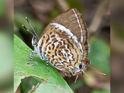 Rare 'monkey puzzle butterfly' spotted for first time in gondia | पहिल्यांदाच दिसले दुर्मीळ 'माकड कोड फुलपाखरू'