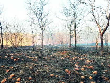 fire in Dnyanganga Wildlife Sanctuary in Buldana District! | बुलडाणा जिल्ह्यातील ज्ञानगंगा अभयारण्यात वणवा पेटला!