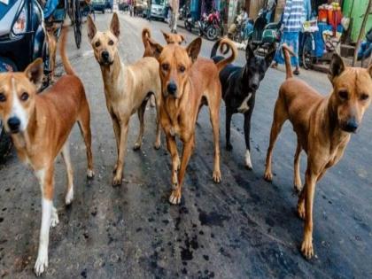 The survey will start from June to know exactly how many stray dogs there are in Mumbai | मुंबईमध्ये नेमकी किती भटकी कुत्री हे कळणार, जूनपासून सर्वेक्षणाला सुरुवात