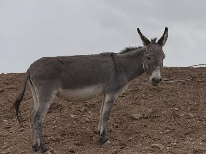 Now even donkeys are being stolen in satara | अजबच झालं! आता गाढवांचीही होतेय चोरी, गायी - म्हशींप्रमाणेच करावी लागतेय राखण