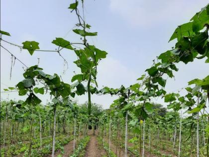 Dodaka farming is profitable throughout the year; Ample income every day | वर्षभर दोडक्याची शेती ठरतेय लाभदायी; दररोज मिळतेय भरघोस उत्पन्न