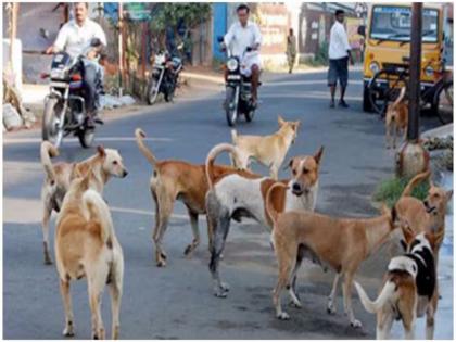 pimpari-chinchwad Over 28,000 dog bites in a year; Types have doubled in seven years | वर्षभरात २८ हजार लोकांना मोकाट कुत्र्यांचा चावा; सात वर्षांत दुपटीने वाढले प्रकार