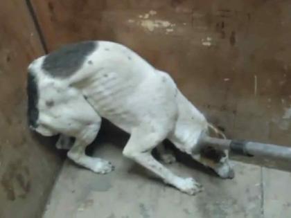 A stray dog stuck on the 18th floor was rescued after 48 hours by 'pause' | १८व्या मजल्यावर अडकलेल्या भटक्या कुत्र्याची ४८ तासानंतर 'पॉज'ने केली सुटका