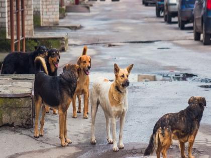 About 10 thousand people are bitten by dogs in 1 year in Pimpri; It is difficult to leave the house late at night | पिंपरीत १ वर्षात सुमारे १० हजार जणांना कुत्र्यांचा चावा; रात्री अपरात्री घराबाहेर पडणे कठीण