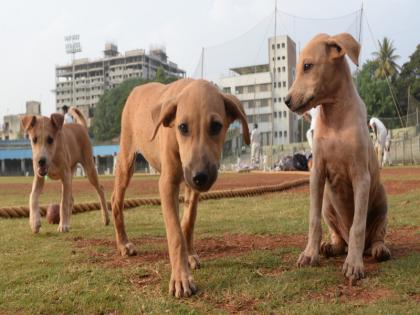 Stray dog abused by old man; It was revealed after a month | भटक्या श्वानावर वृद्धाकडून अत्याचार; एक महिन्यांनी झाला उलगडा 