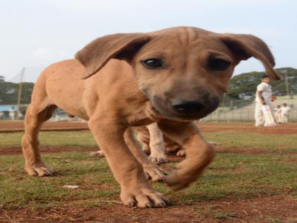 The culmination of cruelty in Nagpur, the burning of a puppy | नागपुरात क्रूरतेचा कळस, कुत्र्याच्या पिलाला जाळले The culmination of cruelty in Nagpur, the burning of a puppy | नागपुरात क्रूरतेचा कळस, कुत्र्याच्या पिलाला जाळले