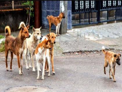 As the dogs followed the handle of the bicycle entered the boy stomach Shocking incident in Pune | कुत्रे मागे लागल्याने सायकलचे हॅण्डल घुसले मुलाच्या पोटात; पुण्यातील धक्कादायक घटना