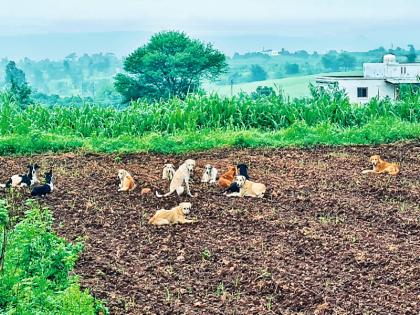 Pune city dog release in rural areas; Damage to field crops | पुणे शहरातील कुत्री ग्रामीण भागात सोडण्याचा सपाटा; शेतातील पिकांचे नुकसान