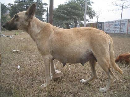 in nalasopara man attacks barking dog with razor | धक्कादायक! भुंकणाऱ्या कुत्रीवर वस्तऱ्याने केले वार