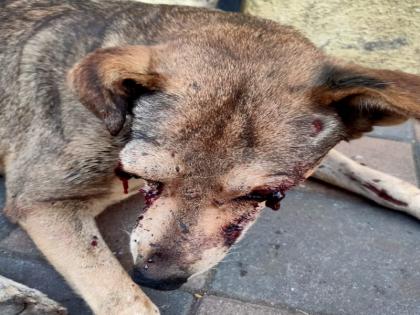 Extremely unfortunate! One attacked a stray dog with a sharp weapon, hitting him on the head and losing his eyes | अत्यंत दुर्दैवी! भटक्या कुत्र्यावर केला धारधार शस्त्राने वार, डोक्यावर मार लागल्याने गमावले डोळे