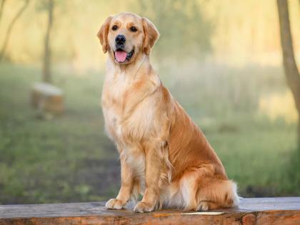 Dog deliberately released; 9-year-old girl attacked in society; Case registered against owner | जाणीवपूर्वक कुत्र्याला मोकळे सोडले; ९ वर्षाच्या मुलीवर सोसायटीत हल्ला; मालकाविरुद्ध गुन्हा दाखल