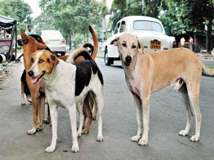 Unfortunate death of secondary school student due to dog bite After the death of the child, there is a commotion everywhere in Shirur | कुत्र्याने चावा घेतल्याने दुसरीतील विद्यार्थ्याचा दुर्दैवी मृत्यू; बालकाच्या निधनाने शिरूरमध्ये सर्वत्र हळहळ