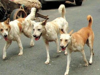 82 lakhs spent on sterilization of said dogs; However, loose dogs come directly on the body, the vehicle owner is suffering | म्हणे श्वानांच्या नसबंदीवर ८२ लाखांचा खर्च; तरी मोकाट श्वान येतात थेट अंगावर, वाहनधारक त्रस्त