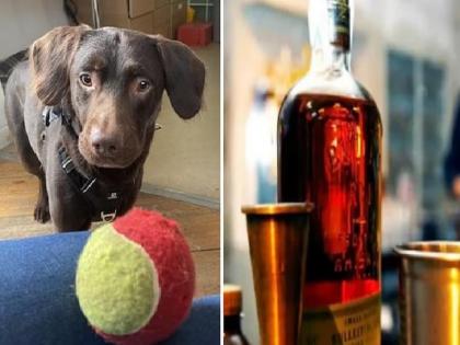 dog suffer from alcohol addiction after owner death uk animal shelter saved him facebook post | मालकाच्या मृत्यूनंतर नशेत बुडाला, आठवडाभर बेशुद्ध ठेवून सोडवली गेली श्वानाची नशा