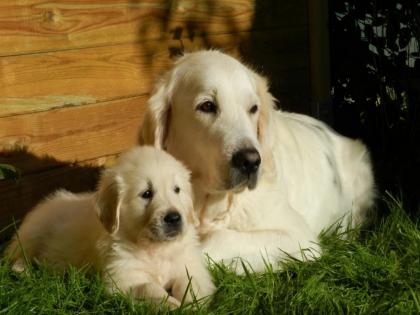 Pune: Mother dogs and her puppies beaten with sticks; A case has been registered against two people from Adinath Society | Pune: कुत्र्यांची आई आणि तिच्या पिलांना काठ्यांनी मारहाण; आदिनाथ सोसायटीतील दोघांवर गुन्हा दाखल